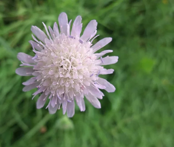 Primer Plano Una Flor Scabiosa Vista Desde Arriba Espalda Verde —  Fotos de Stock