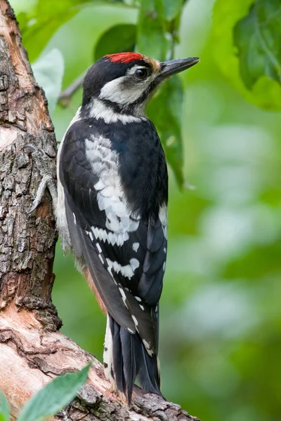 Doğadaki Güzel Ağaçkakan Kuşunun Manzarası — Stok fotoğraf
