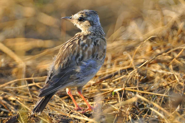 Animali Giovani Attenzione Selettiva — Foto Stock