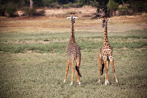 ルワンワ国立公園のキリンザンビア — ストック写真