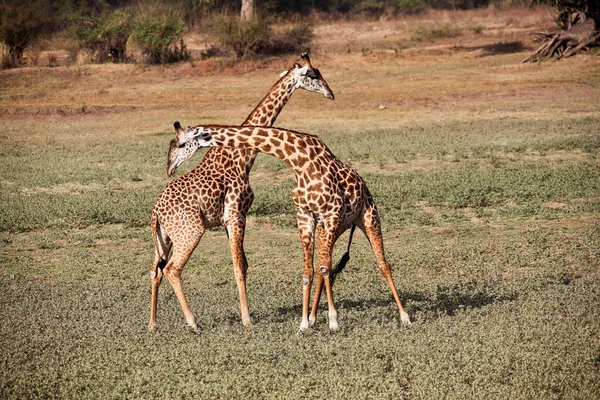 Jóvenes Jirafas Luchando Parque Nacional Luangwa Zambia — Foto de Stock