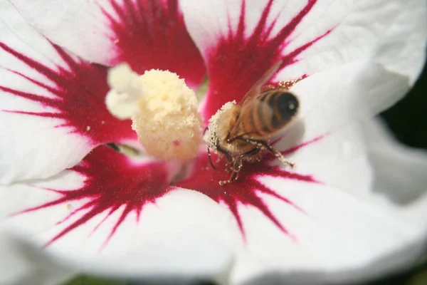 Bel Colpo Botanico Carta Parati Naturale — Foto Stock