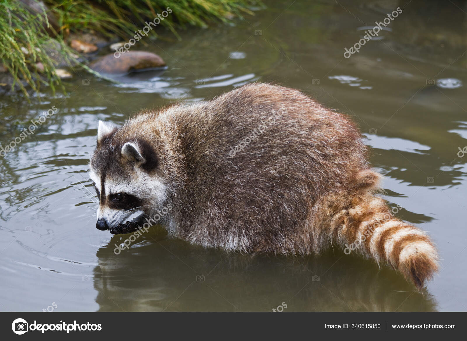 Raccoon Animal Rodent Mammal Stock Photo by ©PantherMediaSeller 340615850 Raccoon Animal Rodent Mammal Stock Photo by ©PantherMediaSeller 340615850