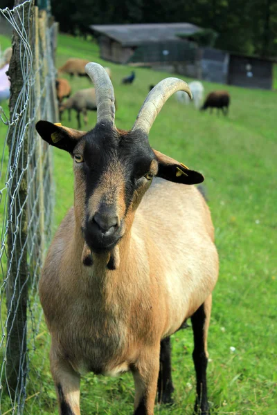 Naturskön Syn Jordbruket Selektiv Inriktning — Stockfoto