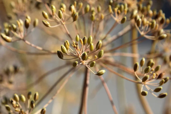 Dill Mit Samenschoten — Stockfoto