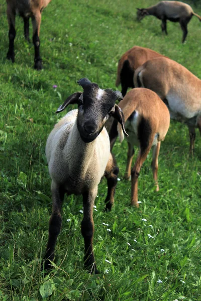 Malé Kozy Pastevním Poli — Stock fotografie