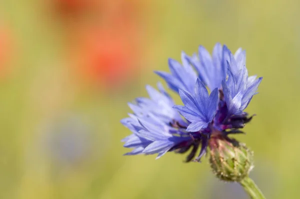 Closeup Cornflower Bloom Front Blurred Green Background — Stock Photo, Image