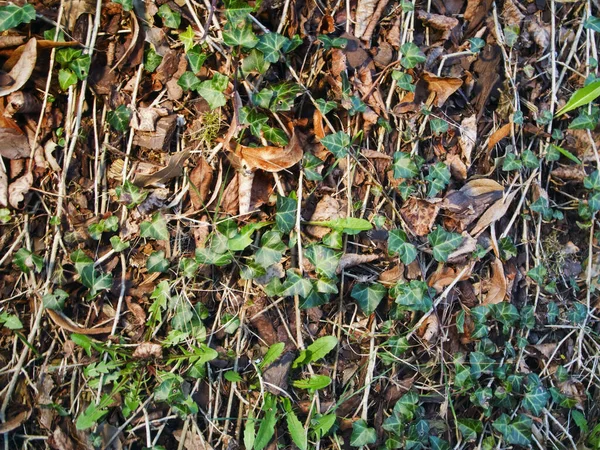 Листья Плюща Сухие Листья Небольшими Ветвями Естественном Зеленом Коричневом Фоне — стоковое фото