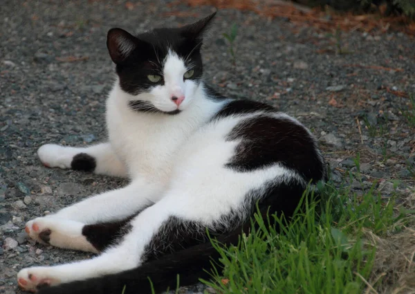 Svart Och Vit Katt — Stockfoto