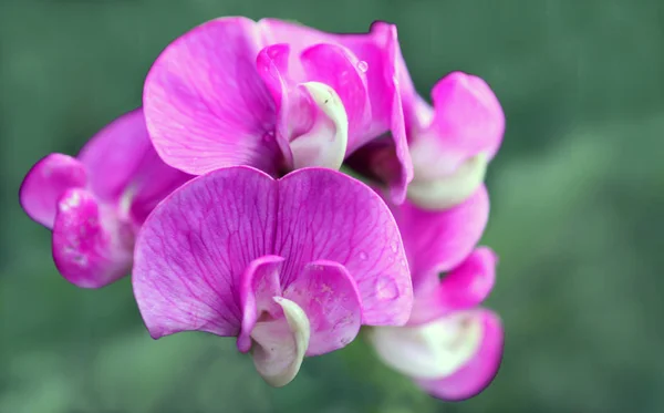 Bahçede Pembe Orkide Çiçeği — Stok fotoğraf