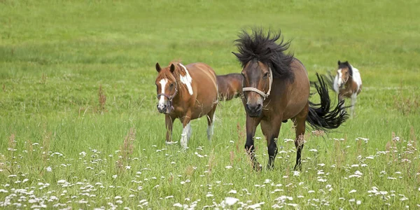 Konie Padoku — Zdjęcie stockowe
