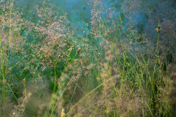 草の植物や自然界の植物 — ストック写真
