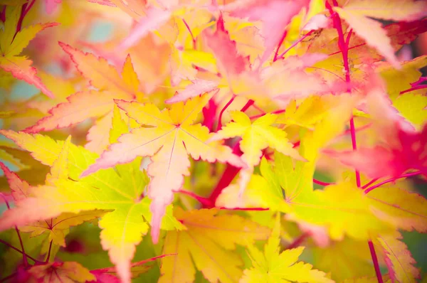 色とりどりの紅葉が美しい — ストック写真