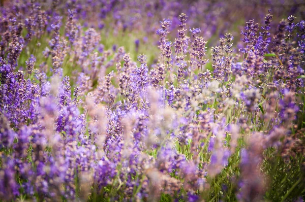 Naturskønne Udsigt Smukke Lilla Lavendel - Stock-foto