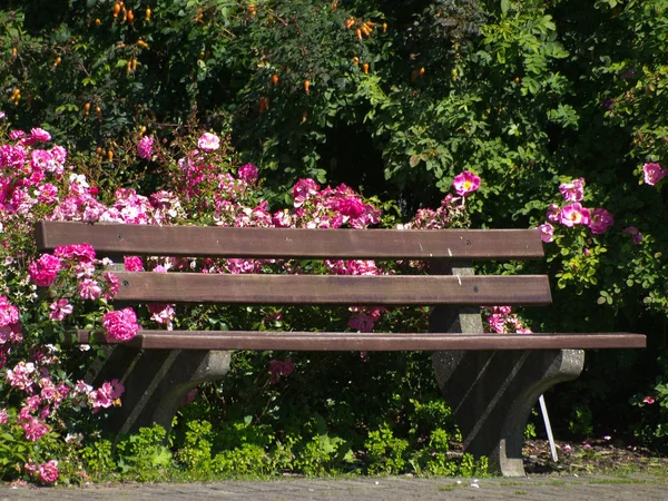 Bänk Trädgården — Stockfoto