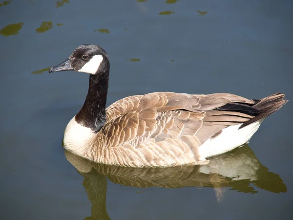 Naturskön Utsikt Över Gåsfågeln Naturen — Stockfoto