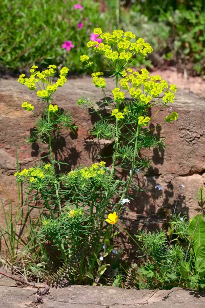 Euphorbia Cyparissias Ένα Φυτό Ζιζανίων Στον Πέτρινο Κήπο Καλοκαίρι Saarland — Φωτογραφία Αρχείου