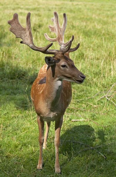 Natureza Selvagem Animal Fallow Cervos Animais Vida Selvagem — Fotografia de Stock