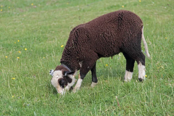 Unga Djur Selektivt Fokus — Stockfoto