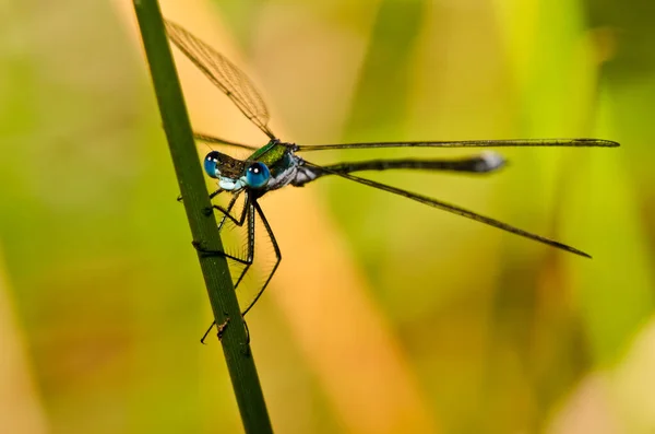 Mosca Insetto Libellula Odonata Fauna — Foto Stock