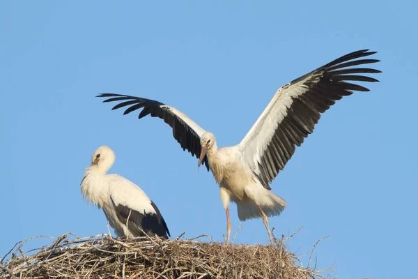 Vacker Utsikt Över Vit Stork Vild Natur — Stockfoto