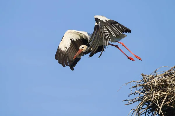 Naturskøn Udsigt Hvid Stork Vilde Natur - Stock-foto
