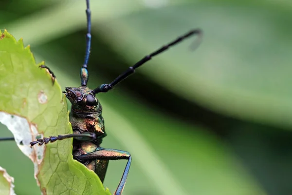 Sivrisinek Misk Böceği — Stok fotoğraf