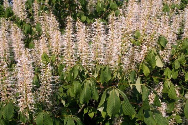 Bellissimi Fiori Sfondo Concetto Floreale — Foto Stock