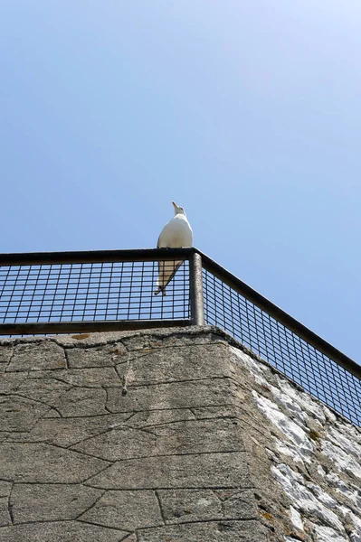 自然界の美しい鳥の風景 — ストック写真