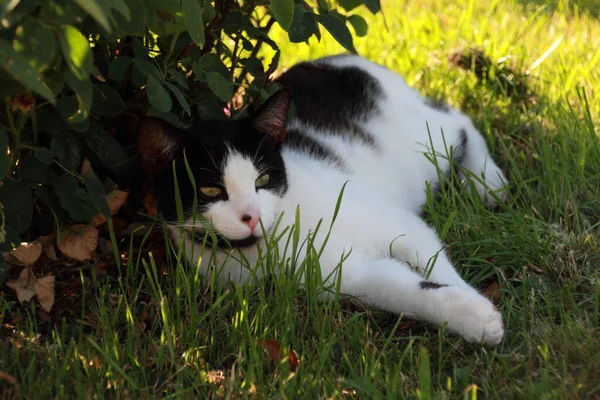 Siyah Beyaz Kedi — Stok fotoğraf