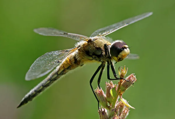 Vista Macro Primer Plano Del Insecto Libélula — Foto de Stock