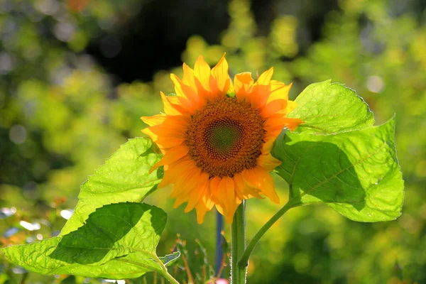 Solros Solen — Stockfoto