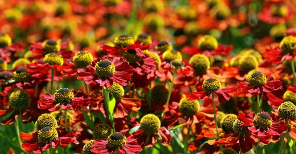 美丽的花朵 花卉概念背景 — 图库照片