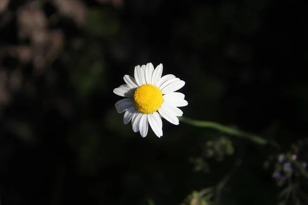 Cestas Flores Camomila Real — Fotografia de Stock