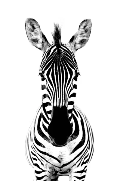 Czarno Białe Zwierzę Zebra — Zdjęcie stockowe