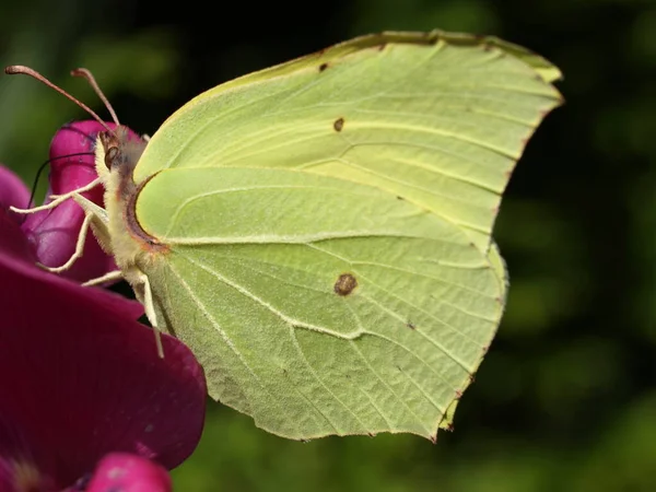 Vista Primer Plano Hermosa Mariposa Colorida — Foto de Stock