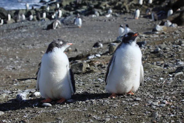 Pinguins Antártica Durante Dia — Fotografia de Stock
