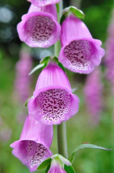 Foxglove Flower Bells Flora — Stock Photo, Image