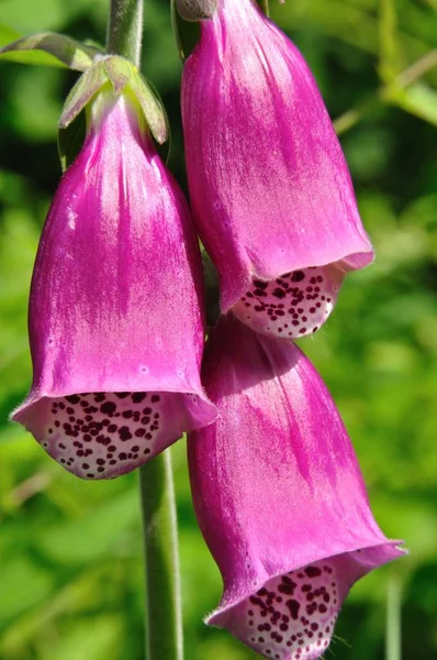 Foxglove Sinos Flores Flora — Fotografia de Stock