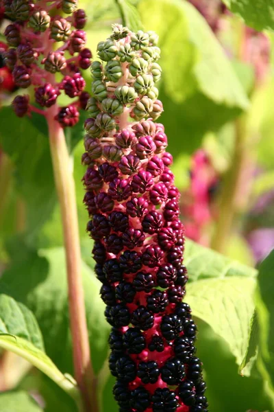 Hermoso Plano Botánico Fondo Pantalla Natural — Foto de Stock