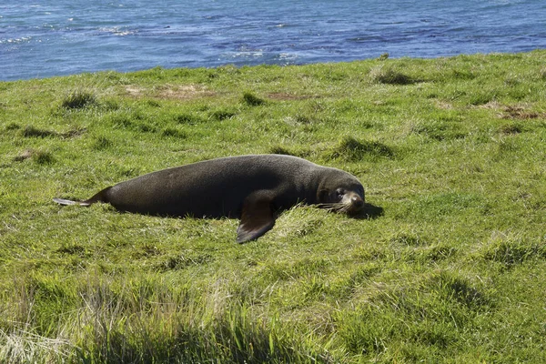 Neuseeland Und Seine Wilden Tiere — Stockfoto