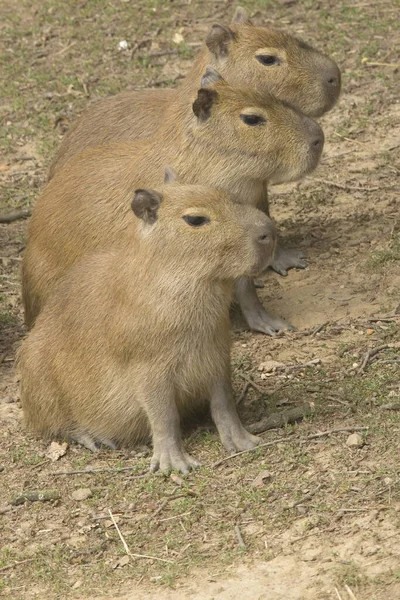 Den Grupp Tre Capybara Står Rad — Stockfoto