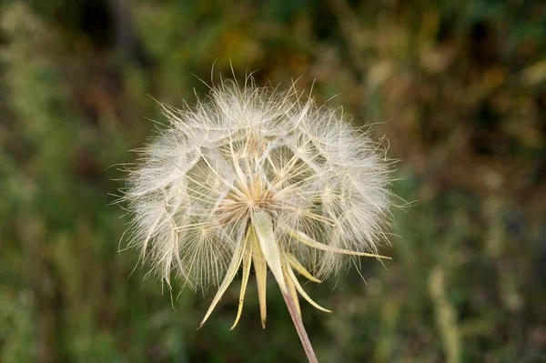 Pissenlit Blanc Sur Une Lime — Photo