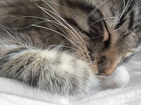 眠っているノルウェーの森猫の完全なフレームの肖像画 — ストック写真
