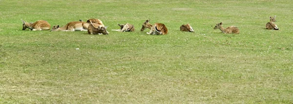 Some Resting Deers Green Pasture — Stock Photo, Image