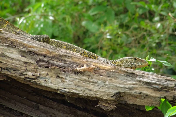 乌干达 在模糊的植被前的一块木头上的蜥蜴 — 图库照片