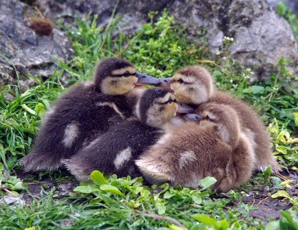 Mallard Γκόμενα Μια Αγκαλιά — Φωτογραφία Αρχείου