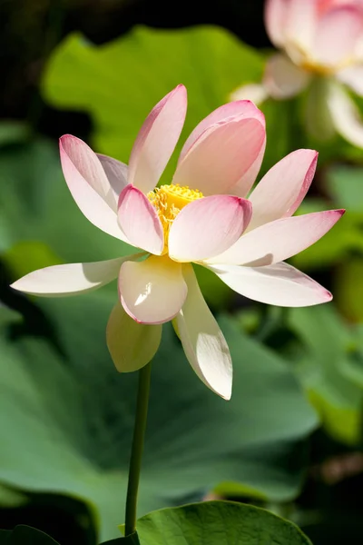 Индийский Цветок Лотоса Экзотическое Растение Природе — стоковое фото