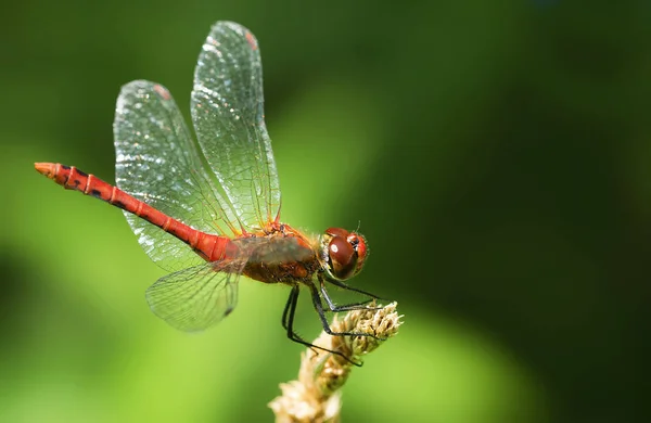 Closeup Macro Vedere Insectă Libelulă — Fotografie, imagine de stoc