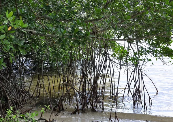 Mangrove Forest Roots Water Close — Stock Photo, Image